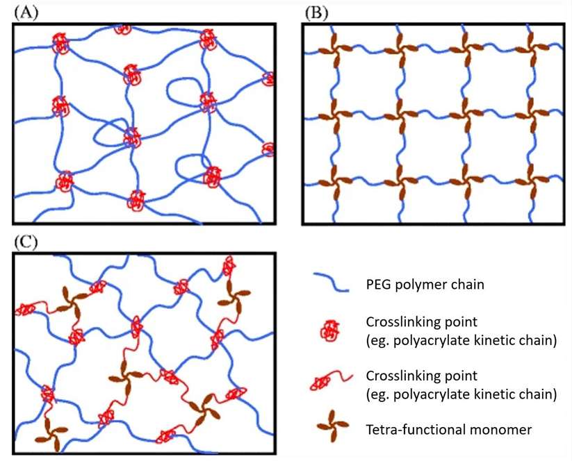 Fig. 1. Schematic structures of PEG hydrogels formed via: (A) chain-growth, (B) step-growth, and (C) mixed-mode step and chain growth polymerization