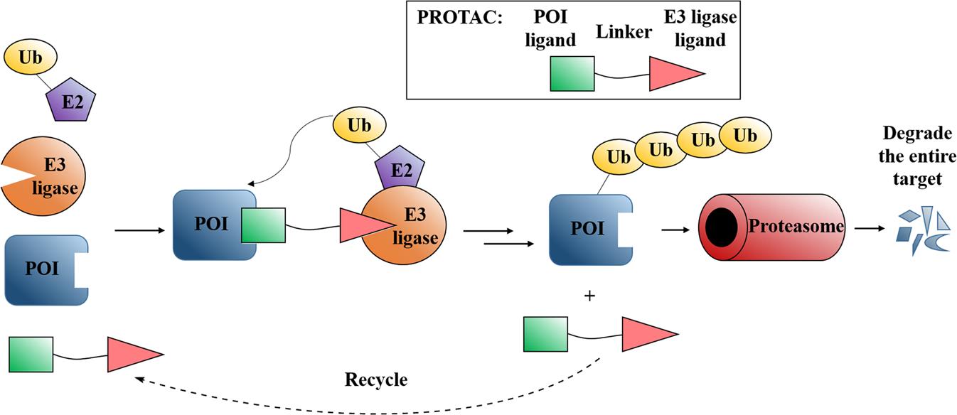 Fig. 1. Mode of action of PROTACs