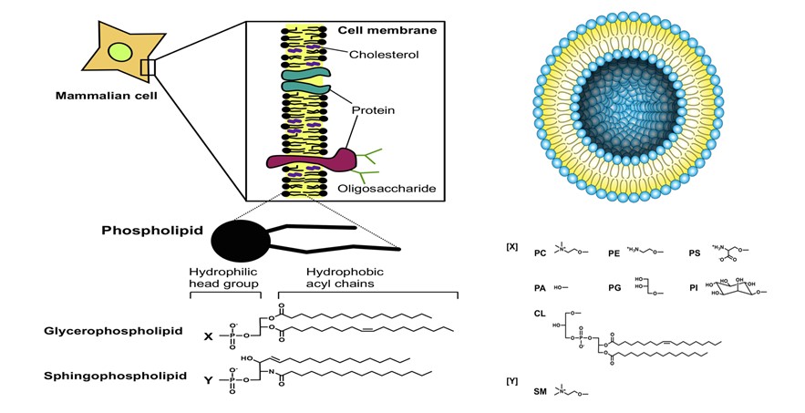 Phospholipid bilayer structure