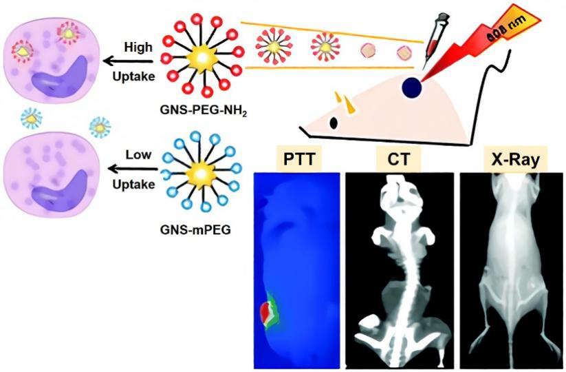 Preparation-of-gold-nano-stars-functionalized-with-amine-terminated-PEG-for-X-ray-CT-imaging