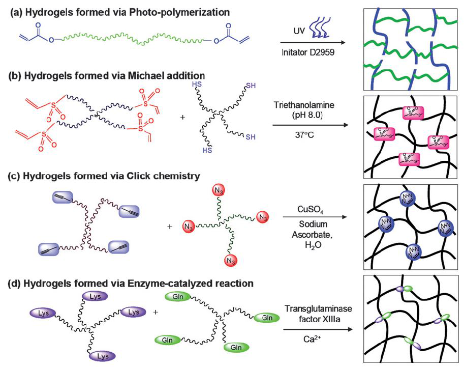 Reaction-scheme-for-preparing-PEG-based-hydrogels