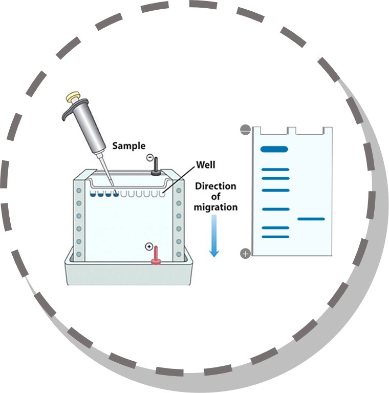 SDS-PAGE service