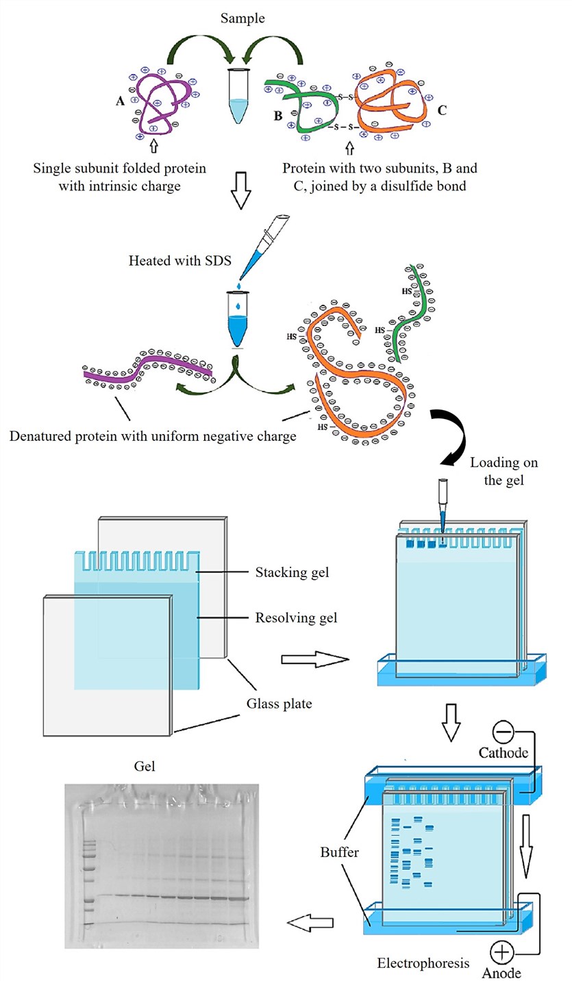 Schematic illustration of polyacrylamide gel electrophoresis