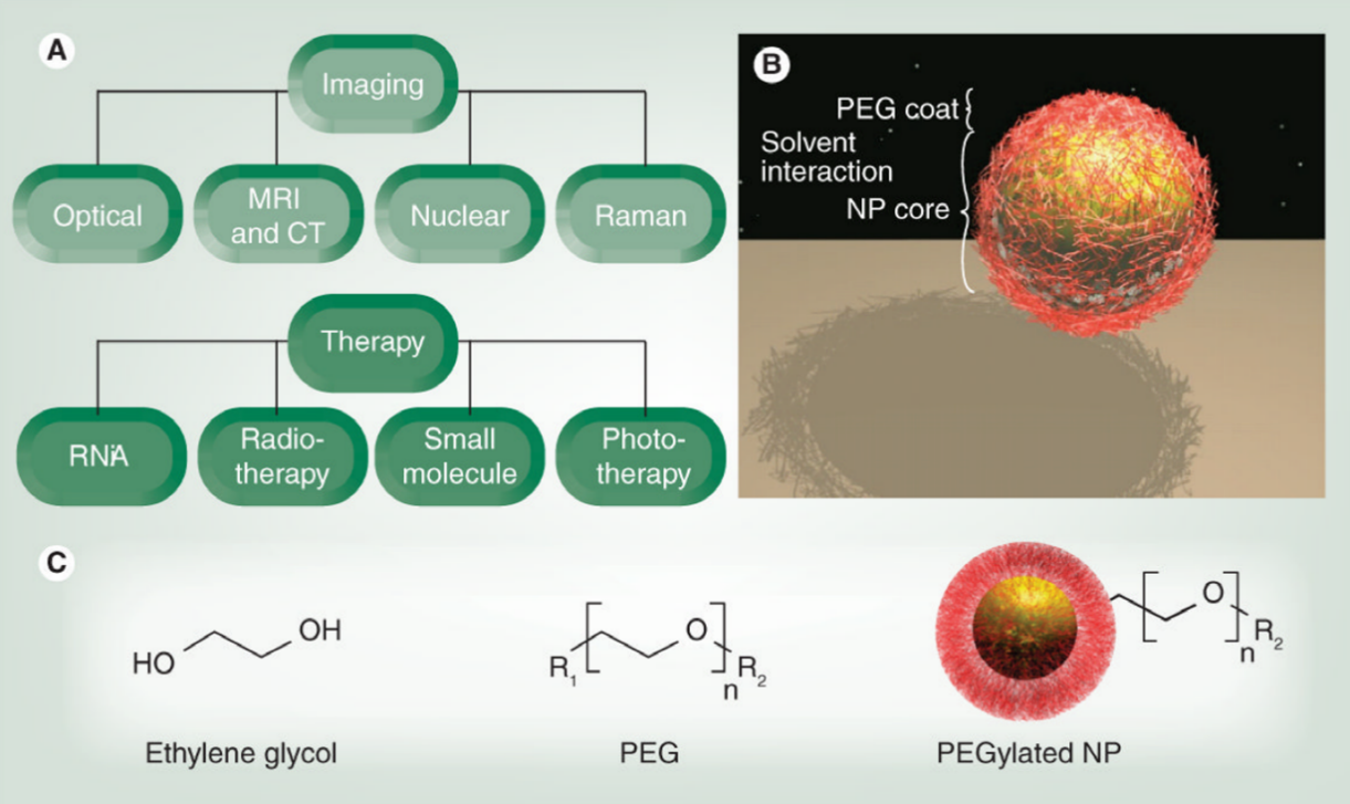 Schematic-illustration-of-PEGylated-nanoparticles-act-as-imaging-tools