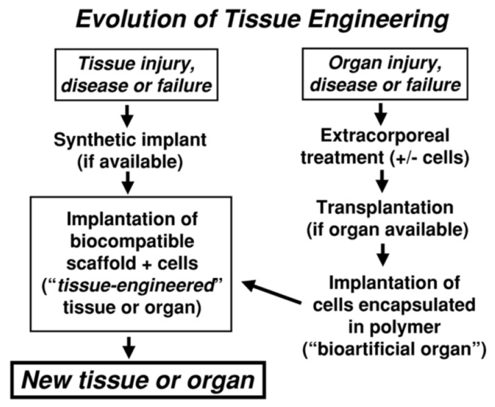 Schematic-illustration-of-tissue-engineering-s-evolution