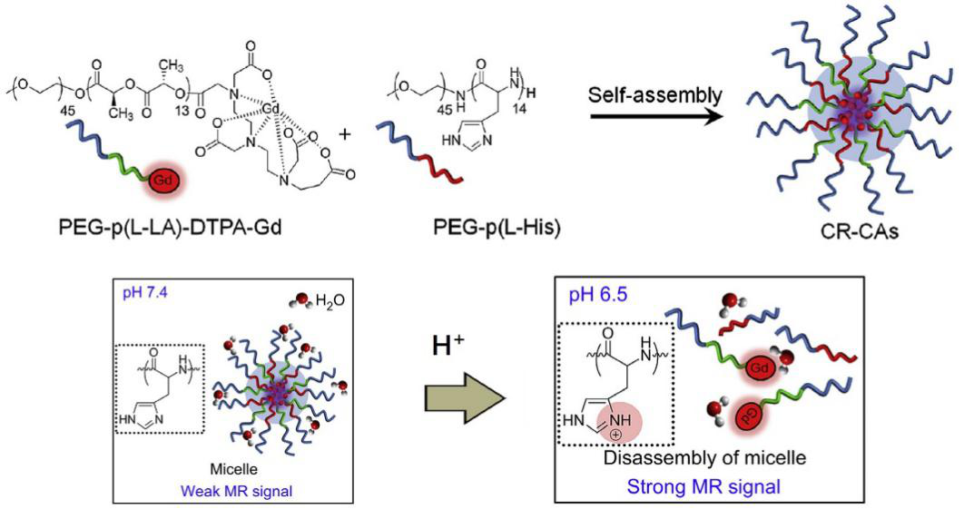 Schematic-representation-of-the-self-assembled-micelle-used-for-MRI-contrast-agents