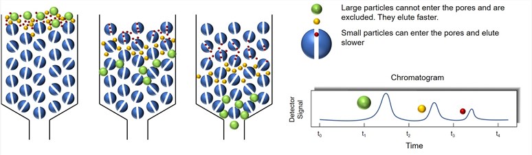 Schematic illustration of the theory behind SEC