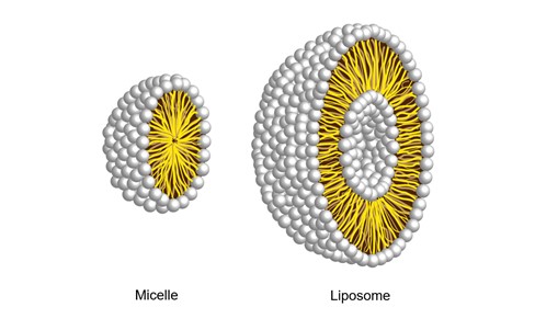 Structural difference between liposomes and micelles