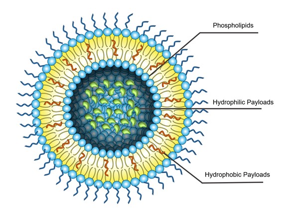 Structural features of liposomes