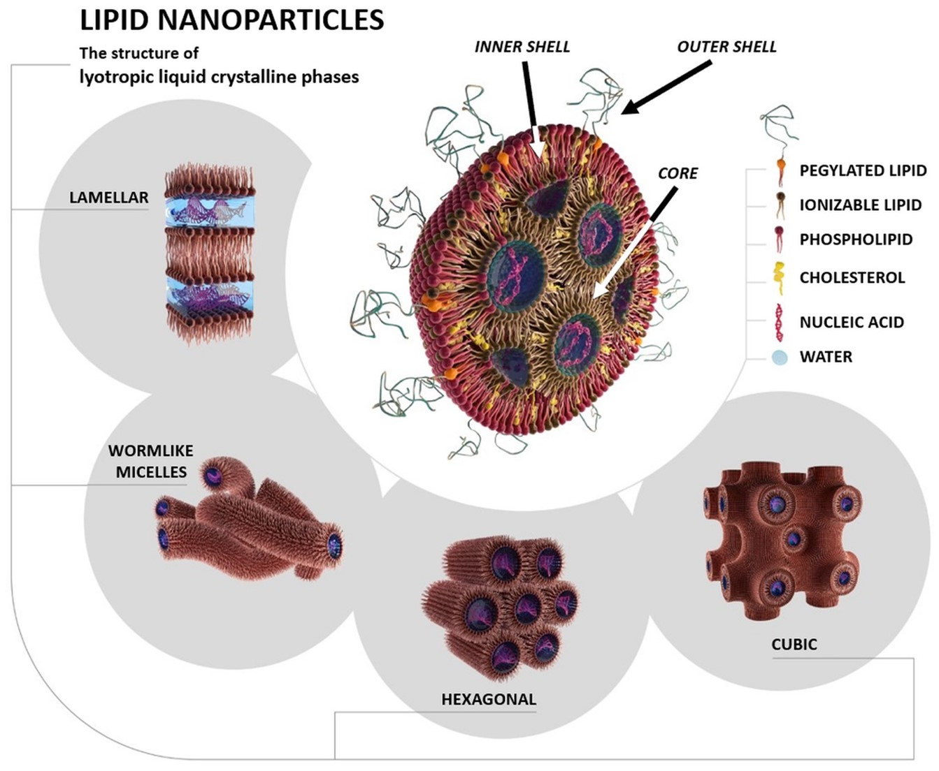 Structure of lipid nanoparticles