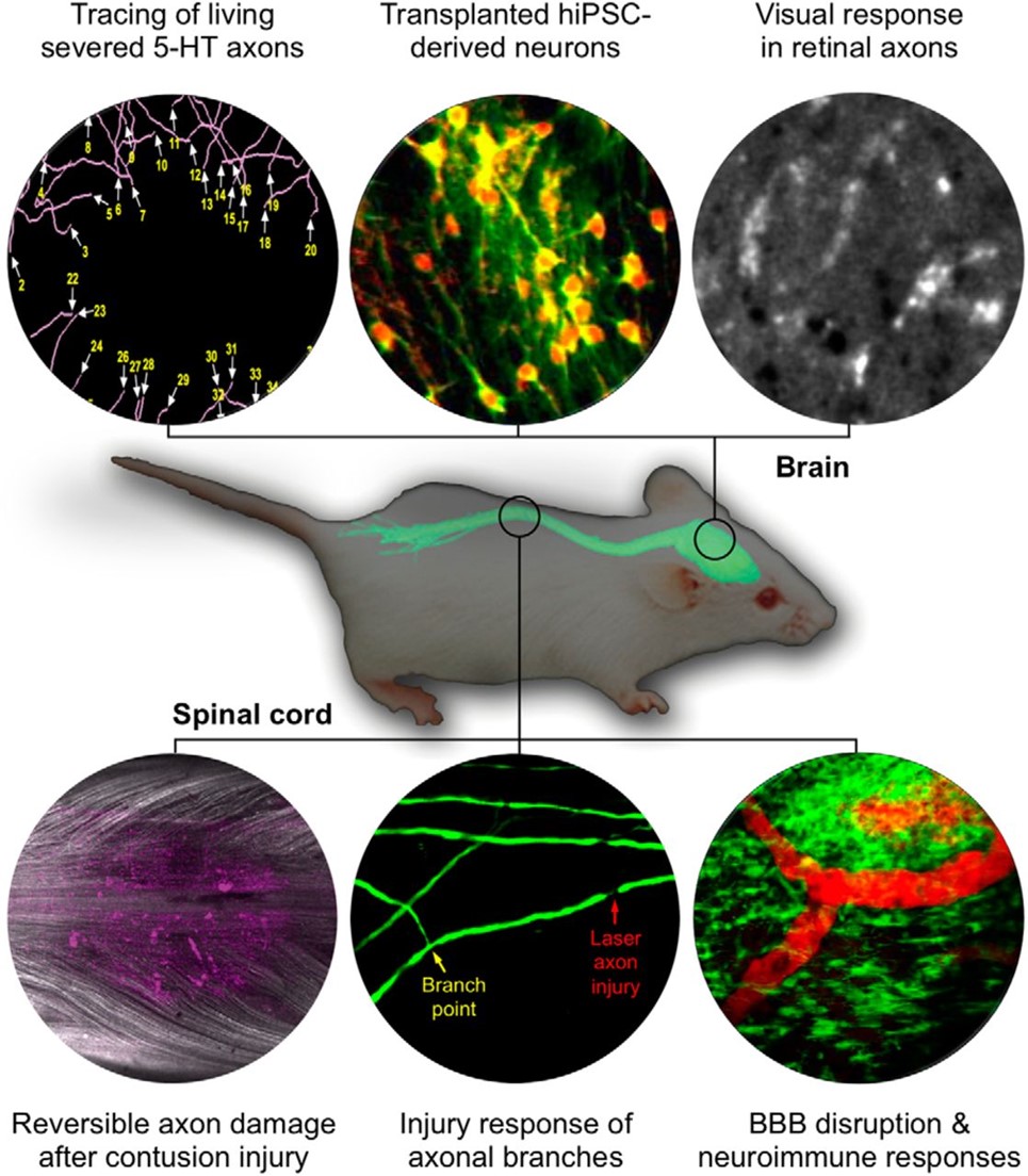 Applications of PEG for in vivo imaging