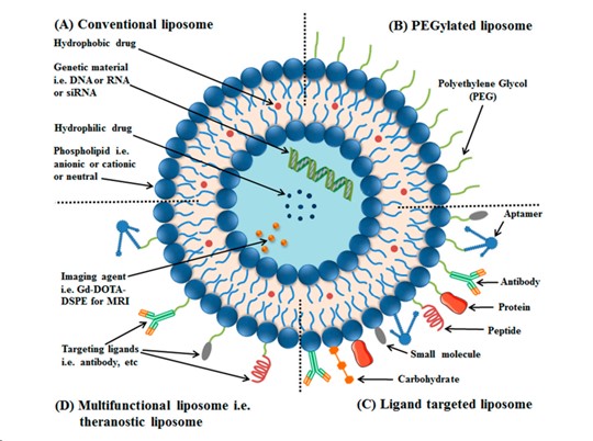 Conventional liposomes are made of phospholipid