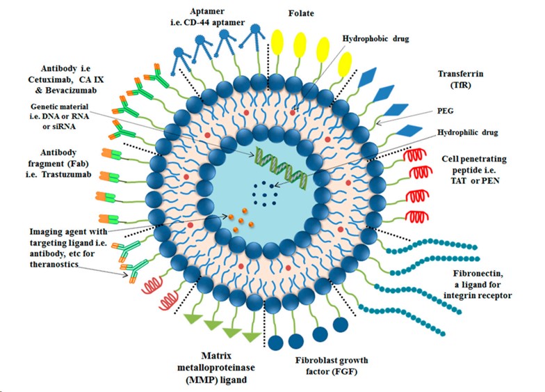 Surface functionalized liposome