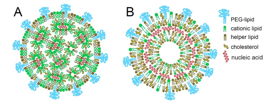 Structure of lipid nanoparticle-nucleic acid carrier