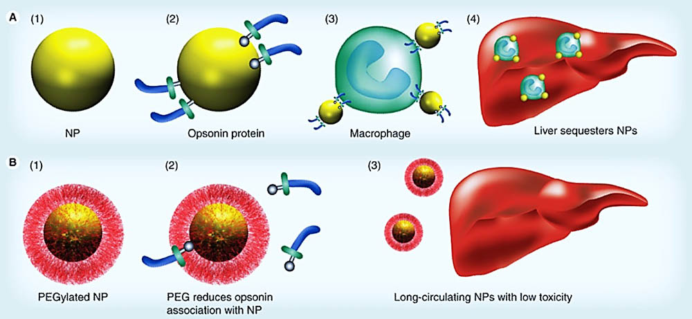 Fig.3 Schematic illustration of the function of PEG to prevent uptake by the reticuloendothelial system. (<em>Nanomedicine</em> <strong>2011</strong>, 6 (4), 715-728.)