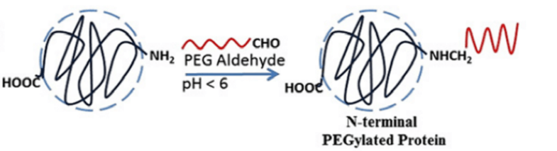 Fig. 2 Illustration of N-terminal PEGylation. (<em>Journal of controlled release </em>2014, 192, 67-81)