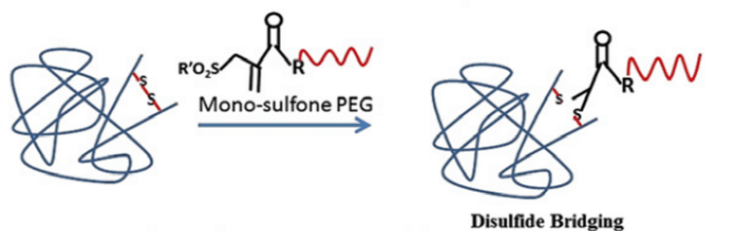 Fig. 3 Illustration of thiol and bridging PEGylation. (<em>Journal of controlled release </em>2014, 192, 67-81)