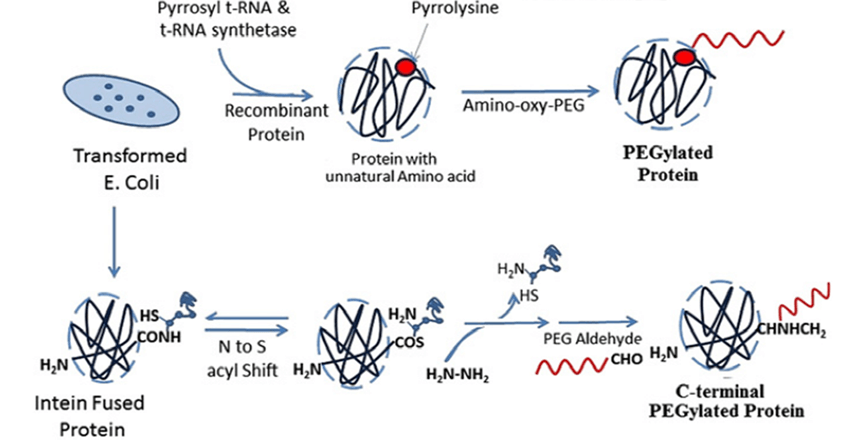 Fig. 4 Illustration of PEGylation of proteins with unnatural amino acids. (<em>Journal of controlled release </em>2014, 192, 67-81)