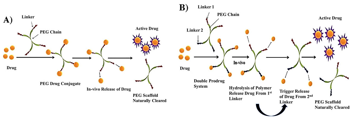  PEGylation Type