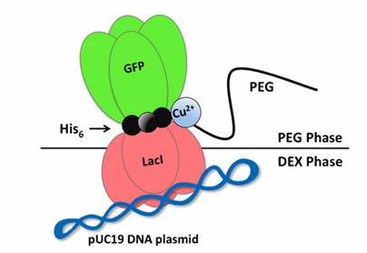 Plasmid DNA was purified by PEG precipitation