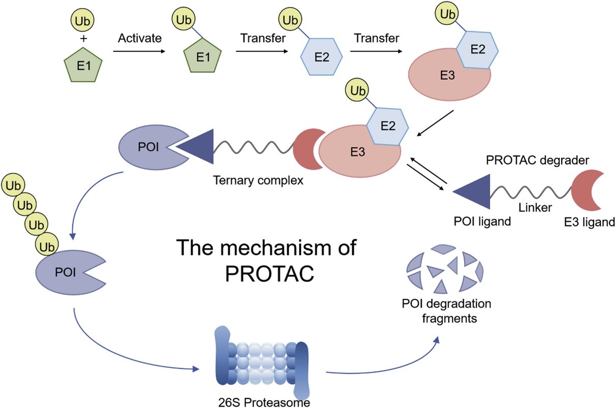 Protein degradation mechanism of PROTAC